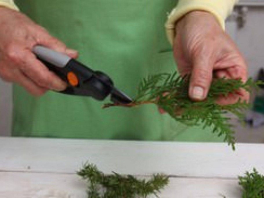 Рост дерева сосны