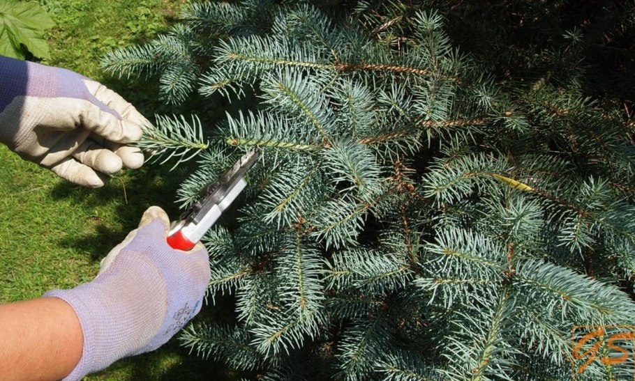 Сосна Кедровая Сибирская Росток