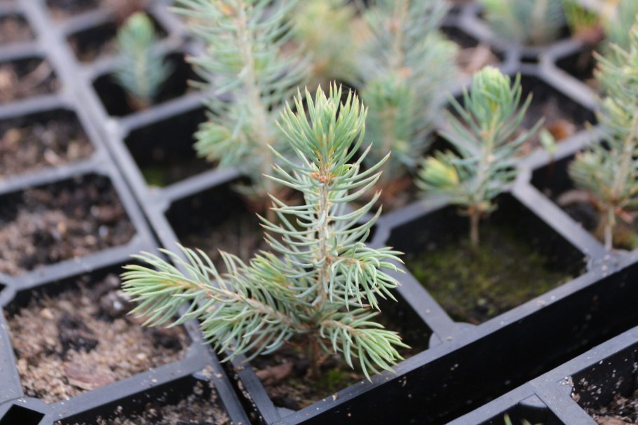 Укоренение черенков хвойных