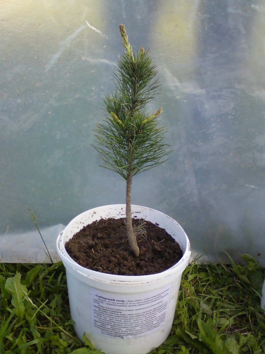 Ель Блю Даймонд на даче