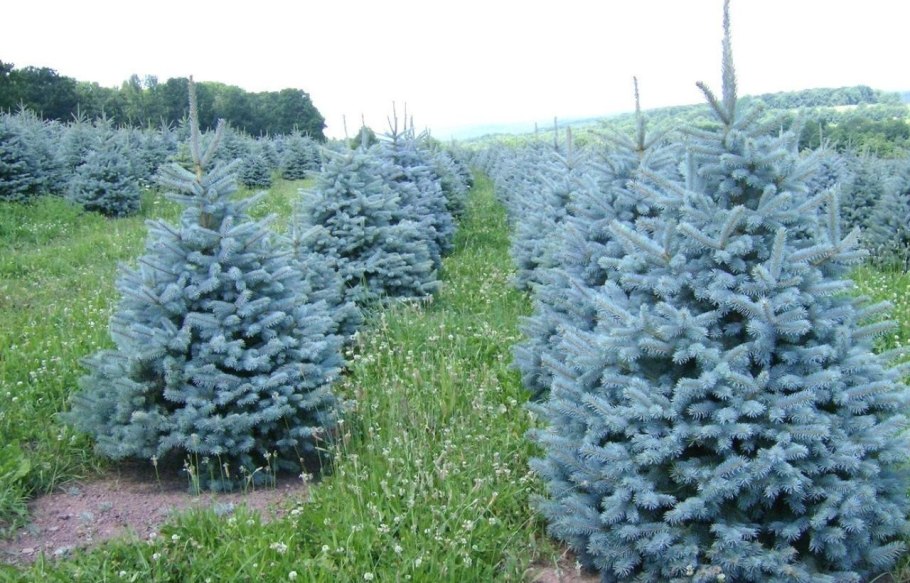 Елка посадить