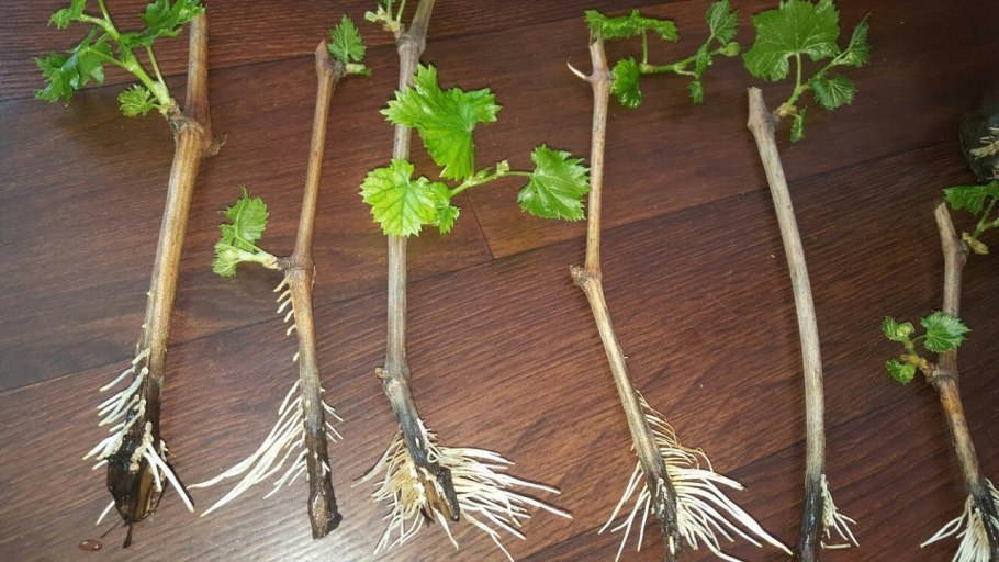 Проращивание черенков винограда