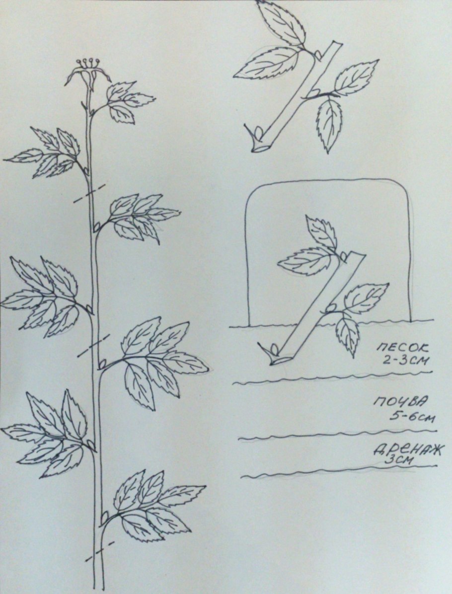 Размножение роз черенкованием