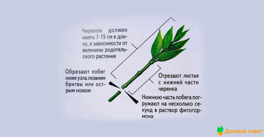 Черенок листа растения