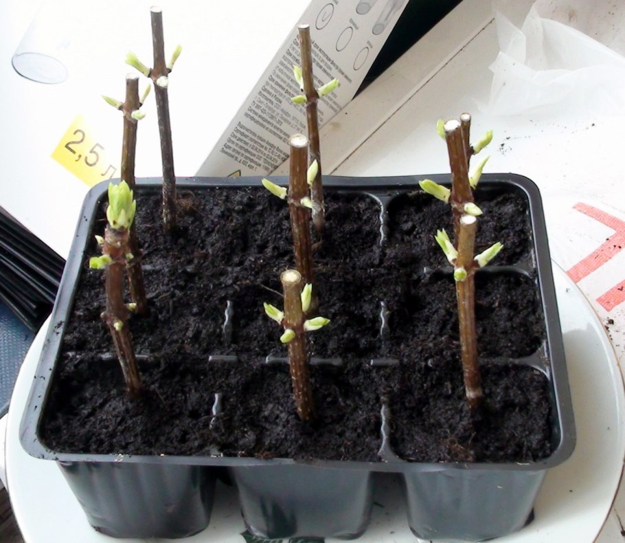 Укоренение черенков гортензии