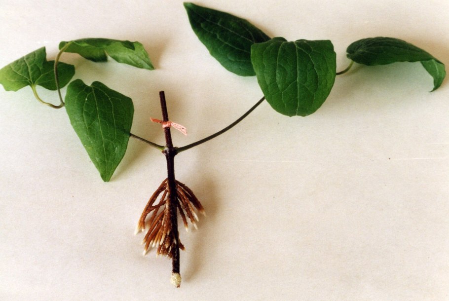 Черенковать клематис