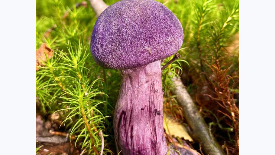 Паутинник фиолетовый гриб съедобный