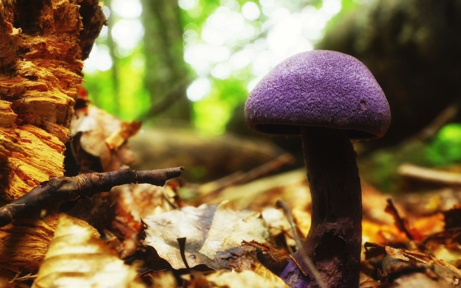 Паутинник фиолетовый гриб