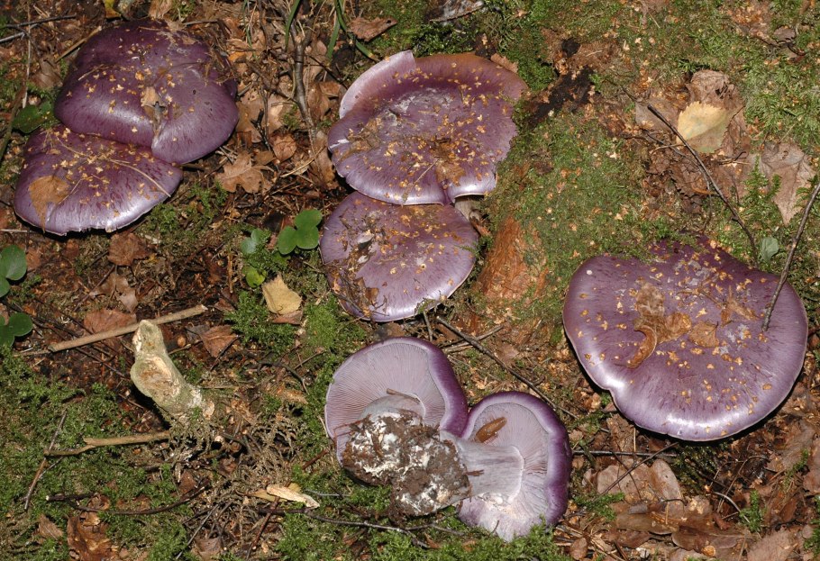 Лаковица Аметистовая Laccaria amethystina