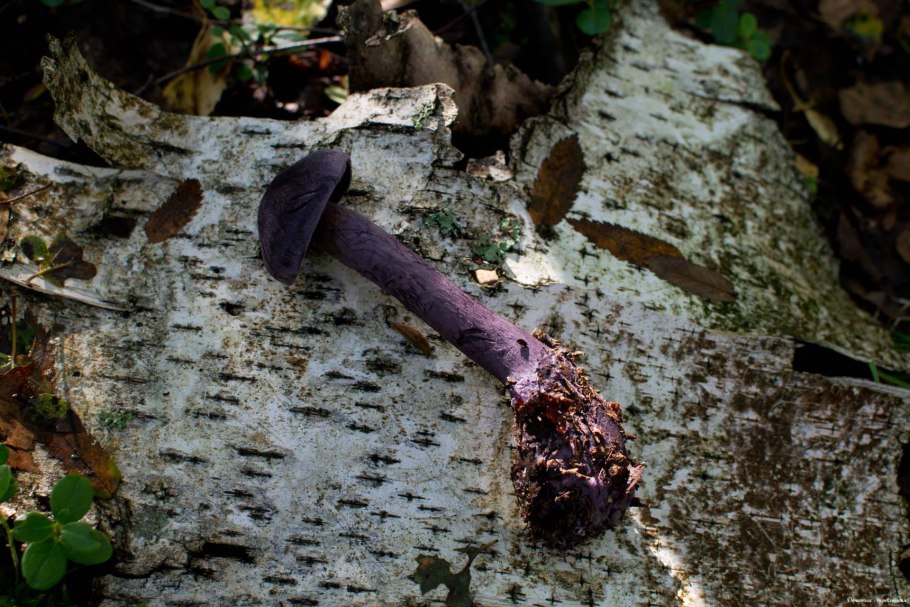Паутинник СИЗО-голубой