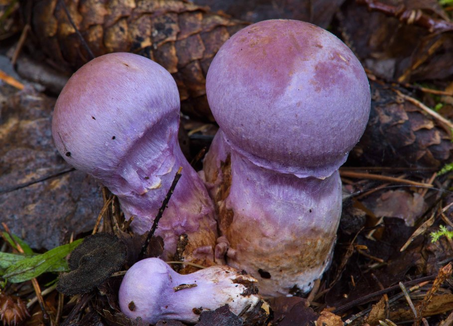 Фиолетовый гриб