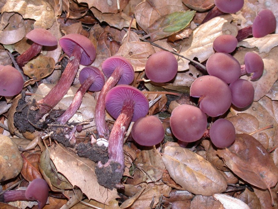 Elaeomyxa Cerifera Радужный пурпурный гриб