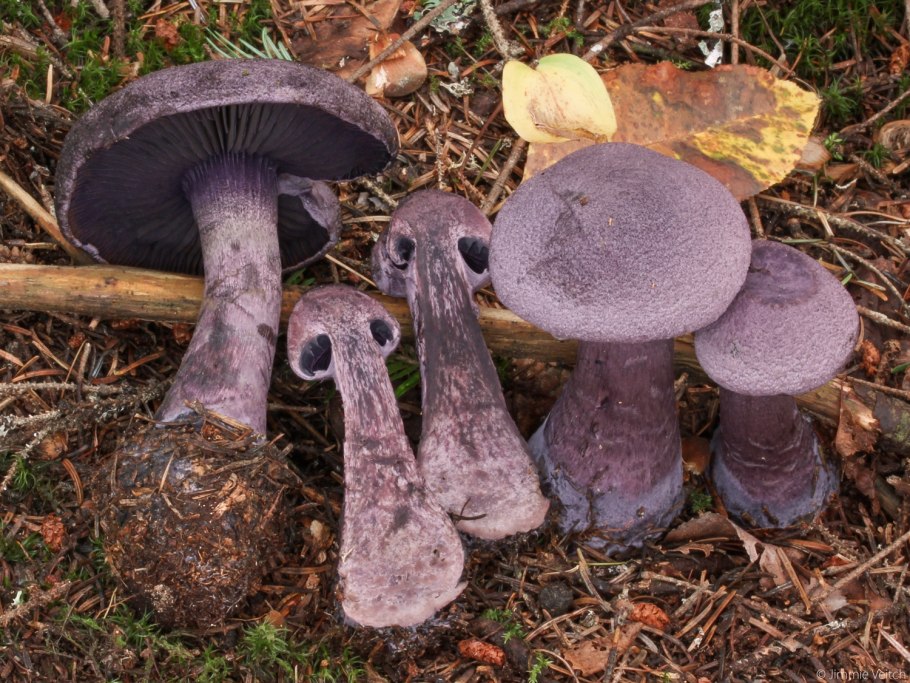 Cortinarius violaceus