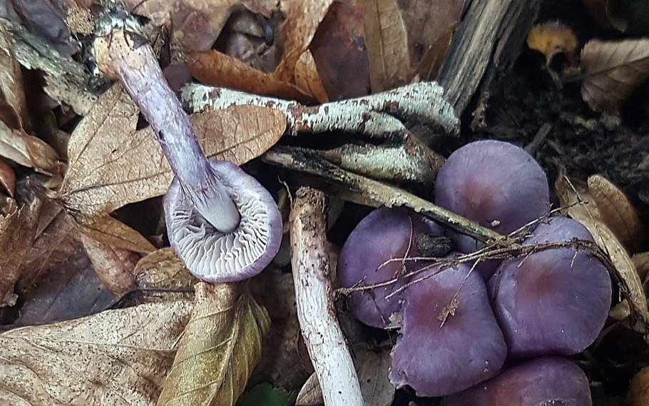 Паутинник багряный Cortinarius PURPURASCENS