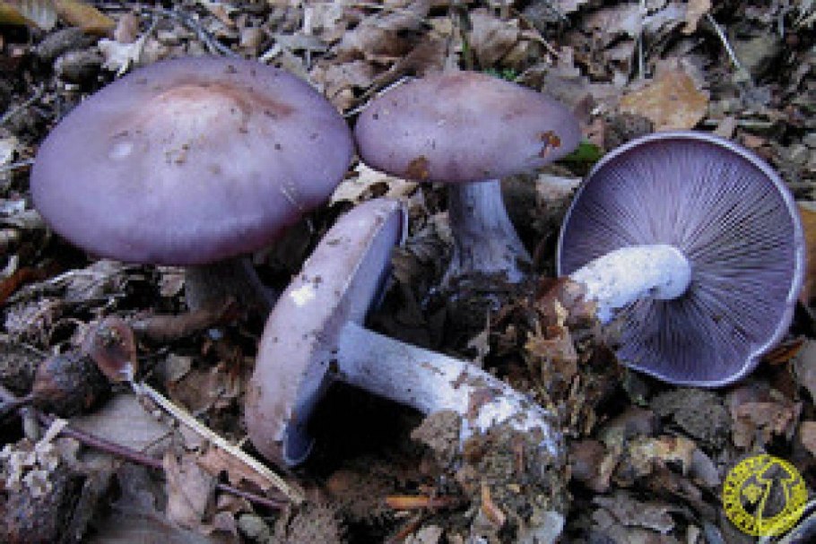 Лаковица Аметистовая Laccaria amethystina