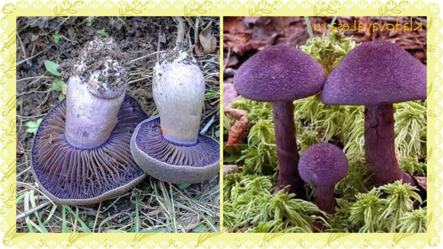 Лаковица Аметистовая