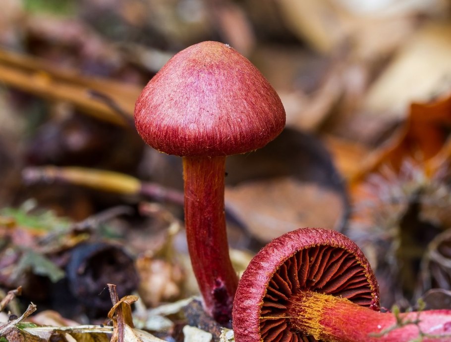 Паутинник Терпсихоры