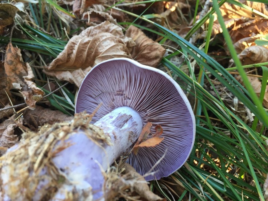 Cortinarius PURPURASCENS