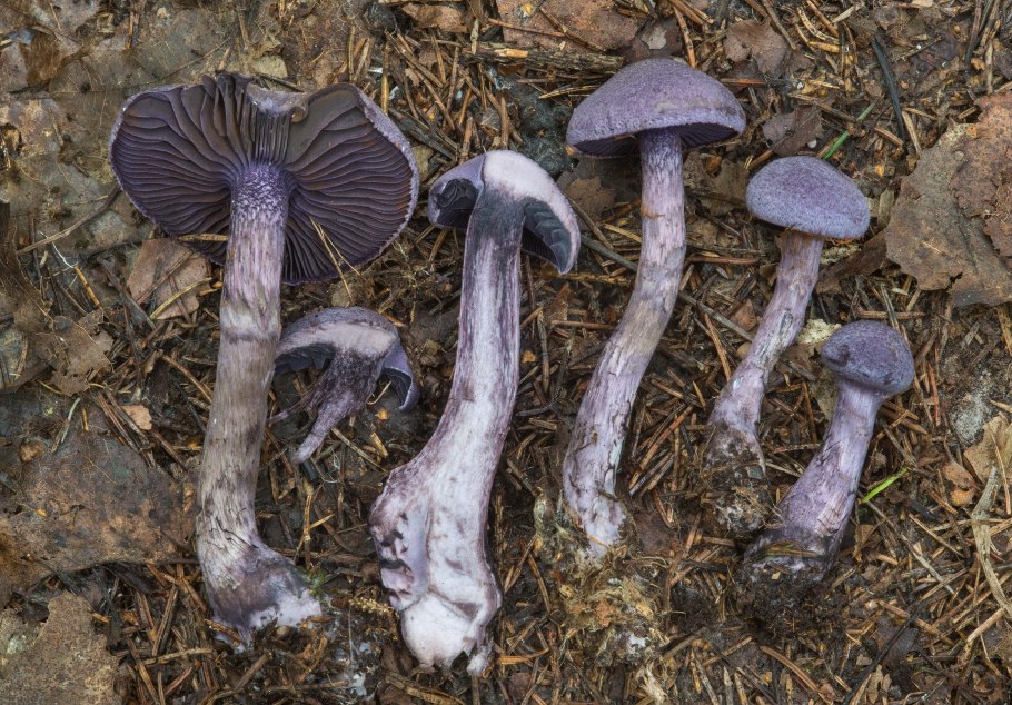 Паутинник козий гриб