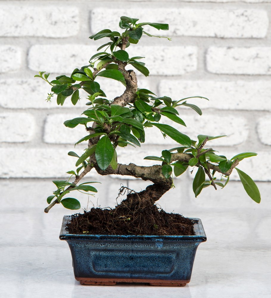 Ficus glomerata