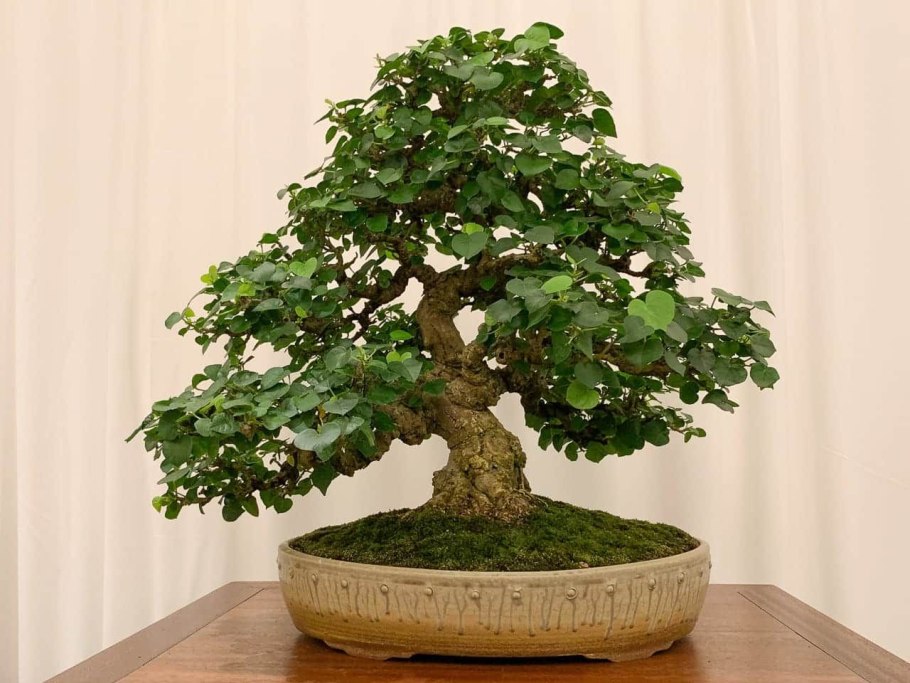 Swietenia macrophylla бонсай