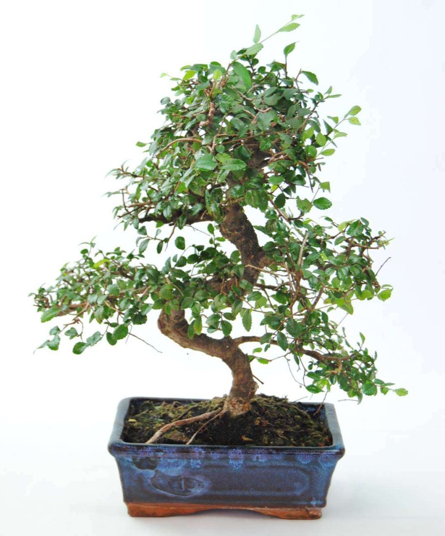 Бонсай Зелкова