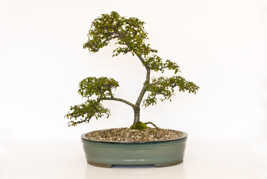 Бонсай клён на Камне