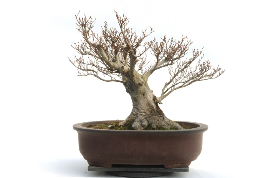 Бонсай Зелкова