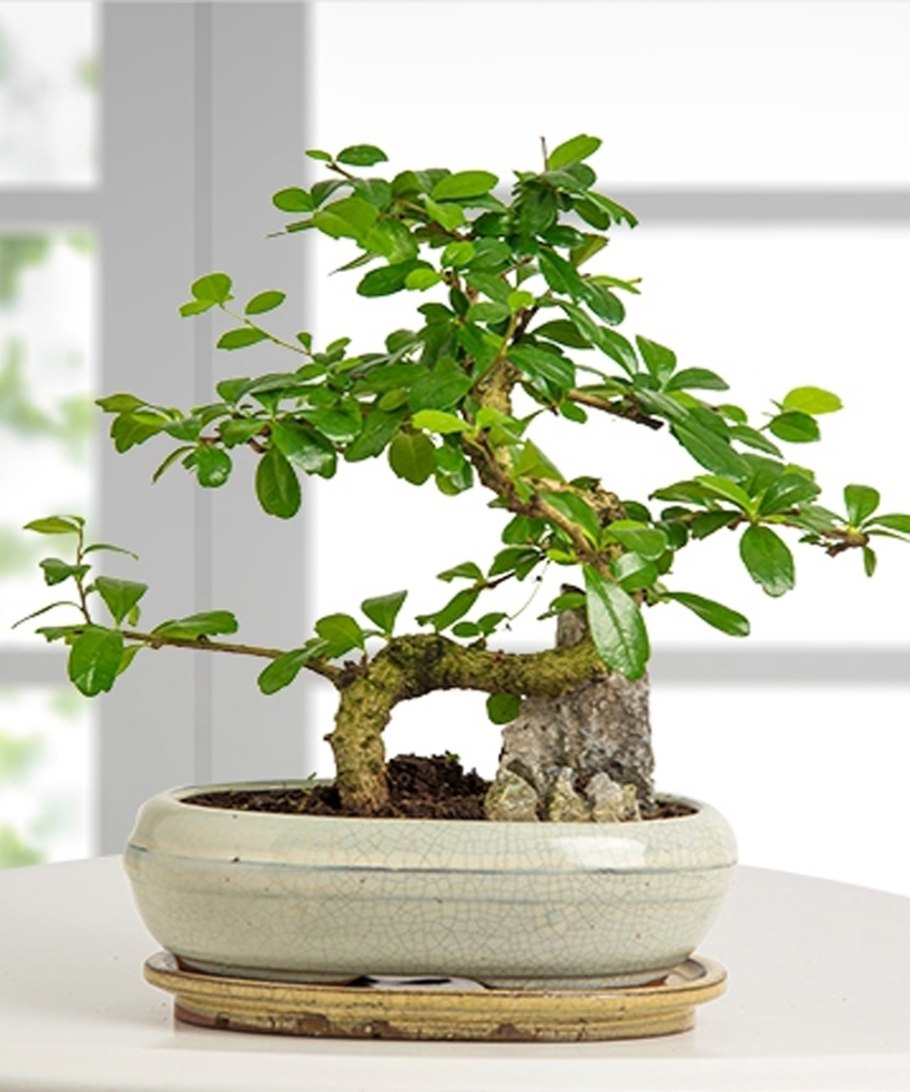 Бонсай из Мирта Персидского