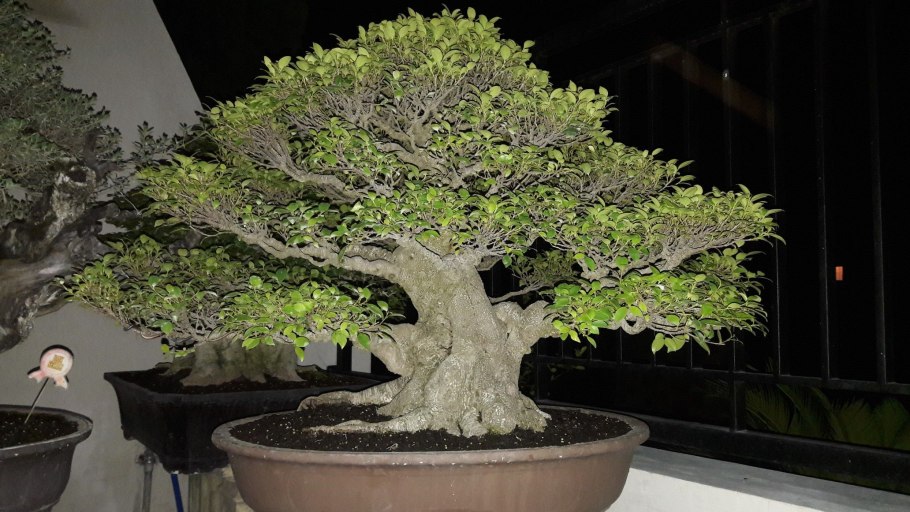 Райтия бонсай