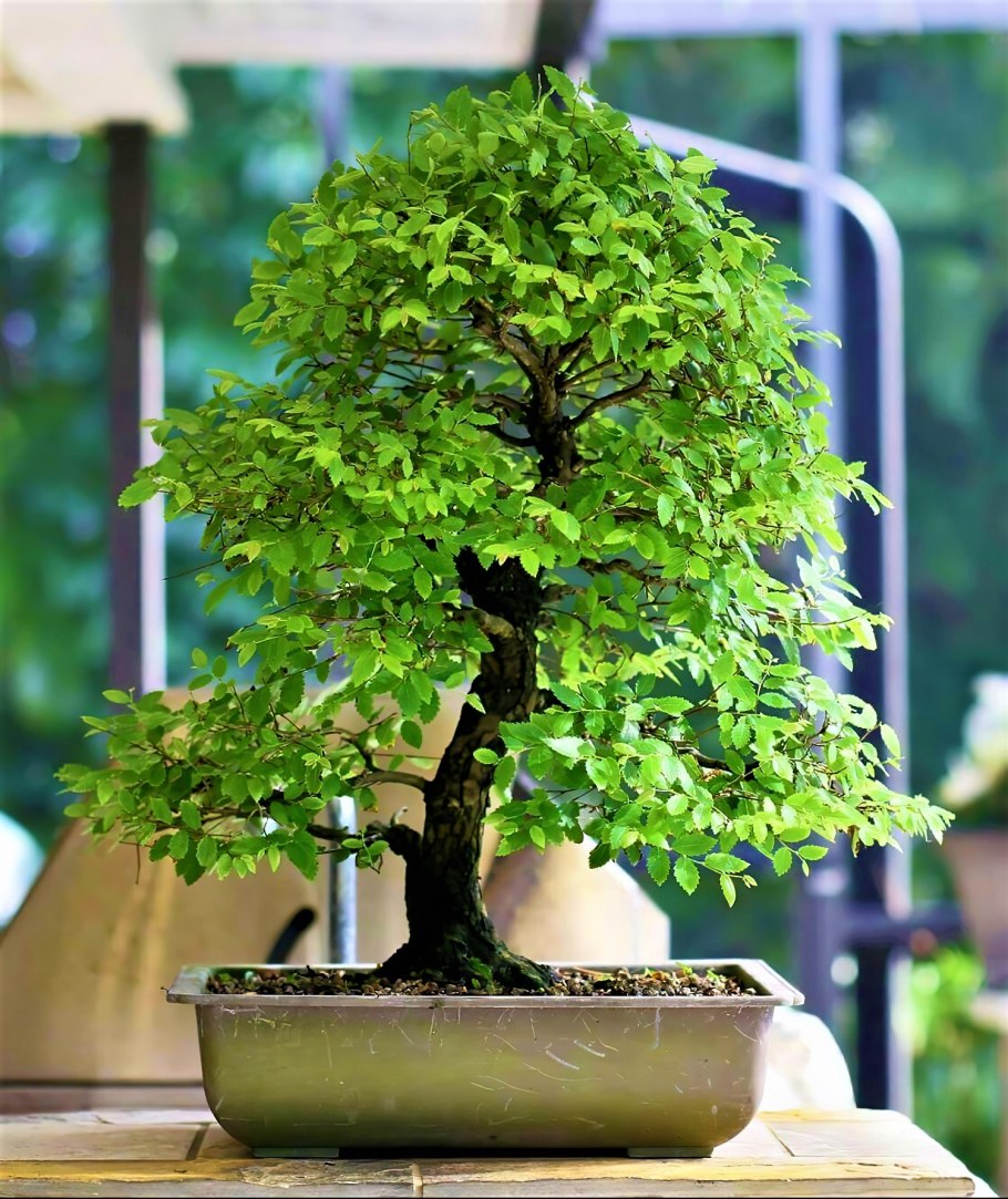 Японский вяз бонсай