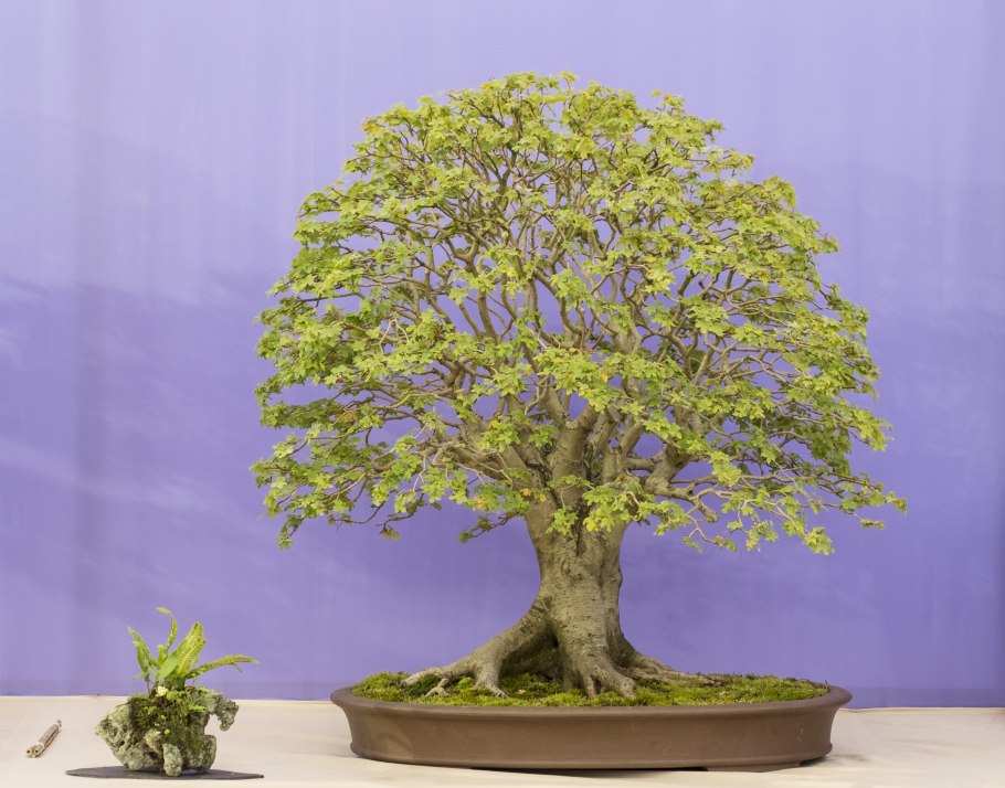 Бонсай Зелкова