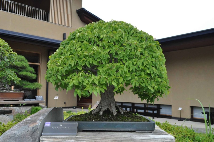 Zelkova serrata бонсай