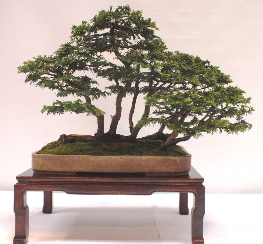 Дзельква бонсай