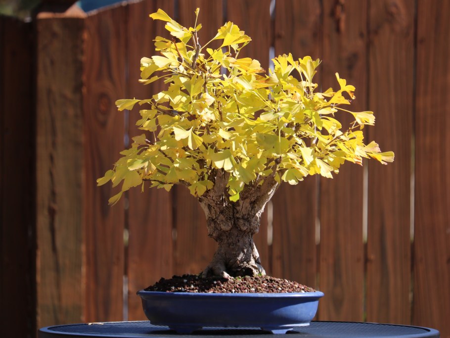 Дзельква японская бонсай
