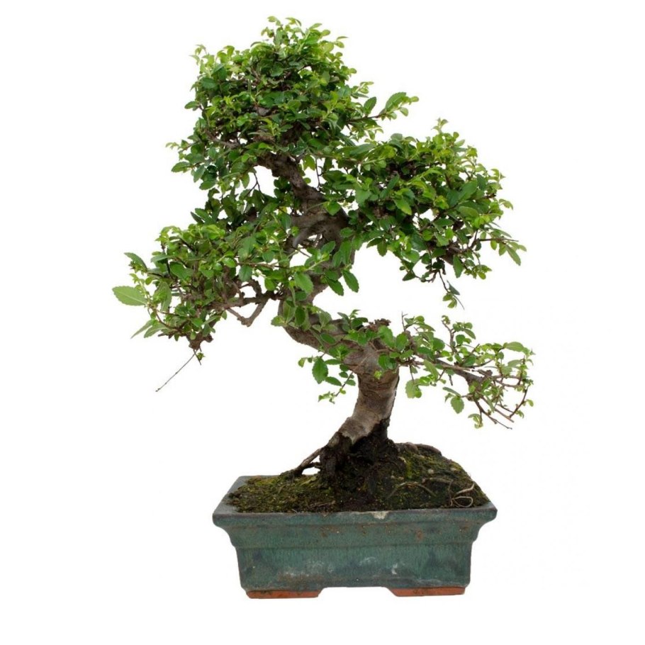 Дзельква семена