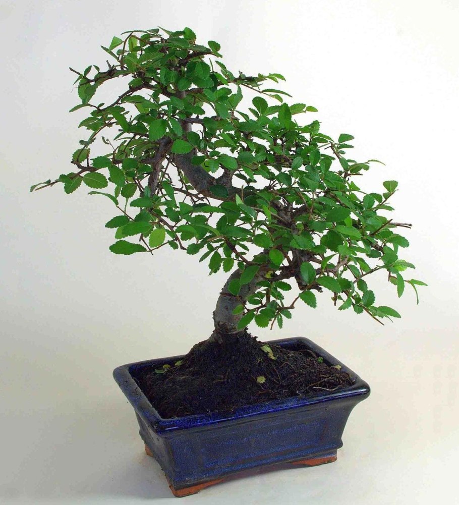 Бонсай Зелкова описание