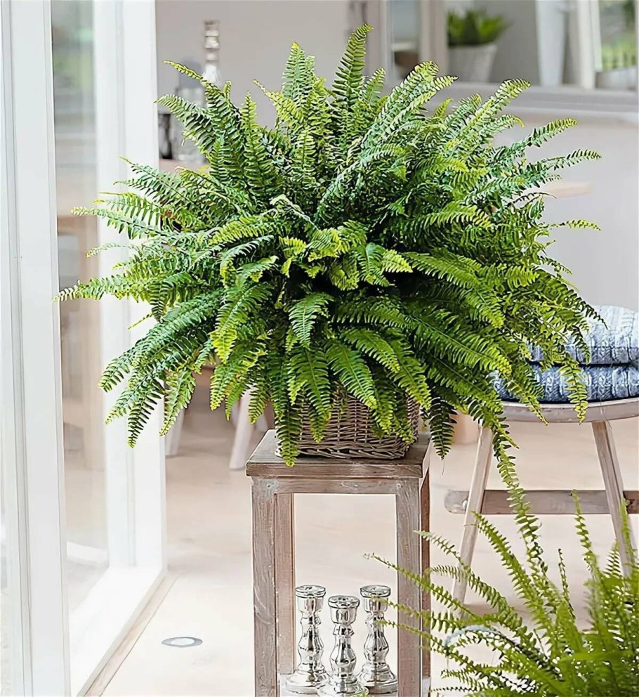 Папоротник нефролепис