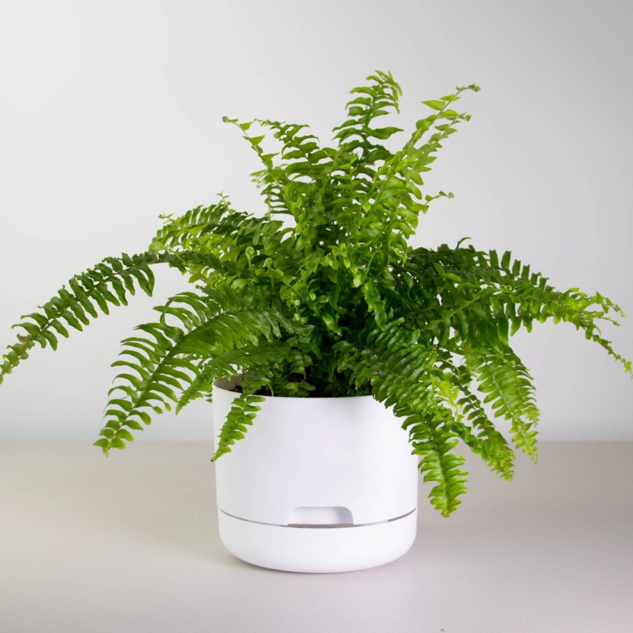 Нефролепис Глориоза