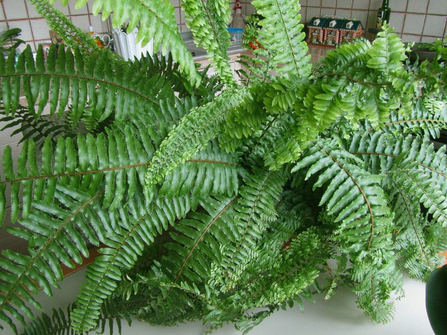 Нефролепис сердцелистный