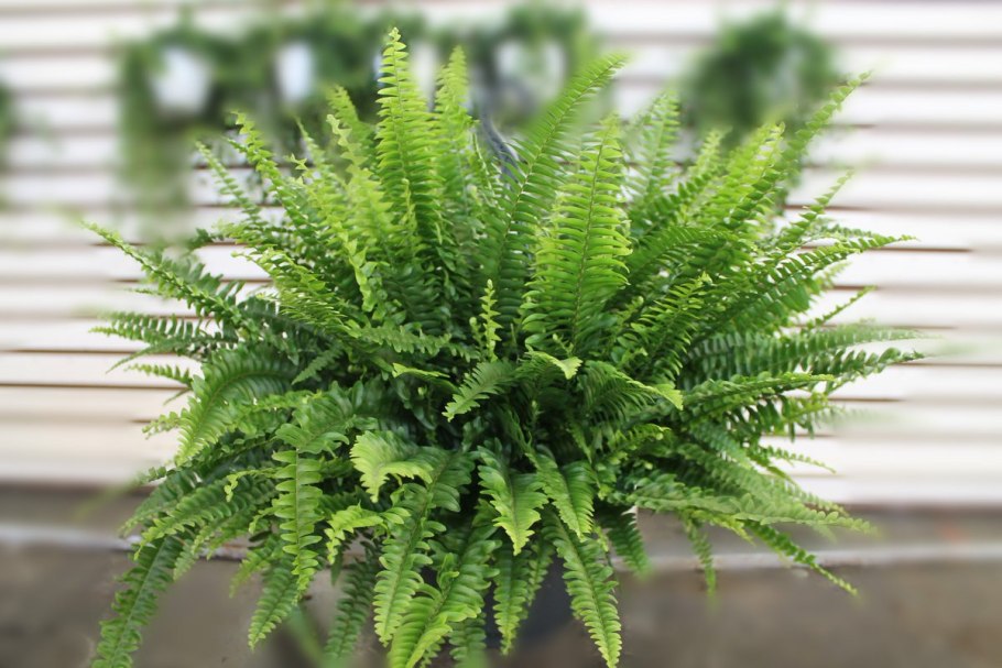 Нефролепис Глориоза