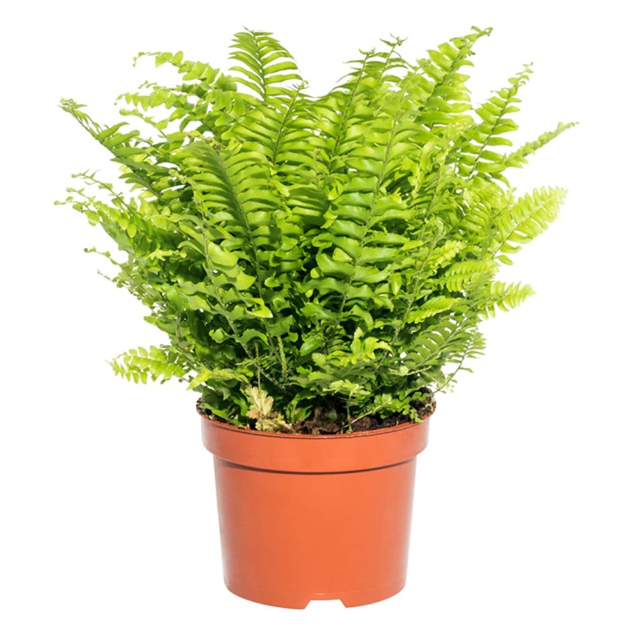 Нефролепис Грин леди