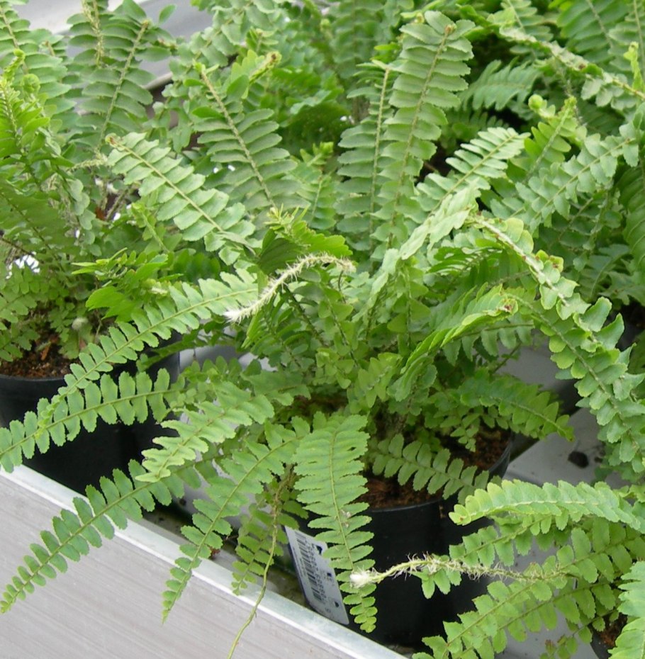 Нефролепис smithii