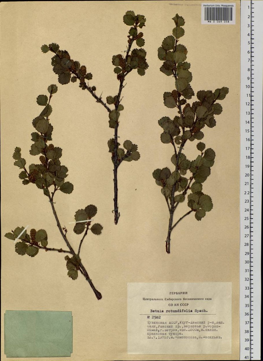 Береза карликовая стелющаяся