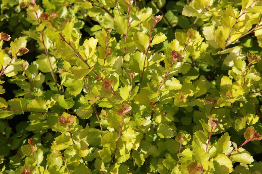 Береза карликовая Betula Nana