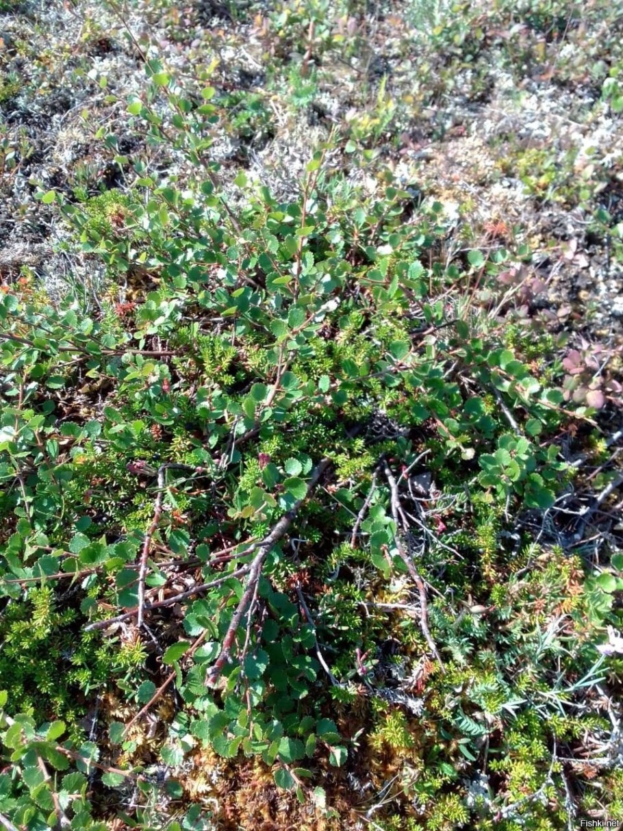 Берёза карликовая