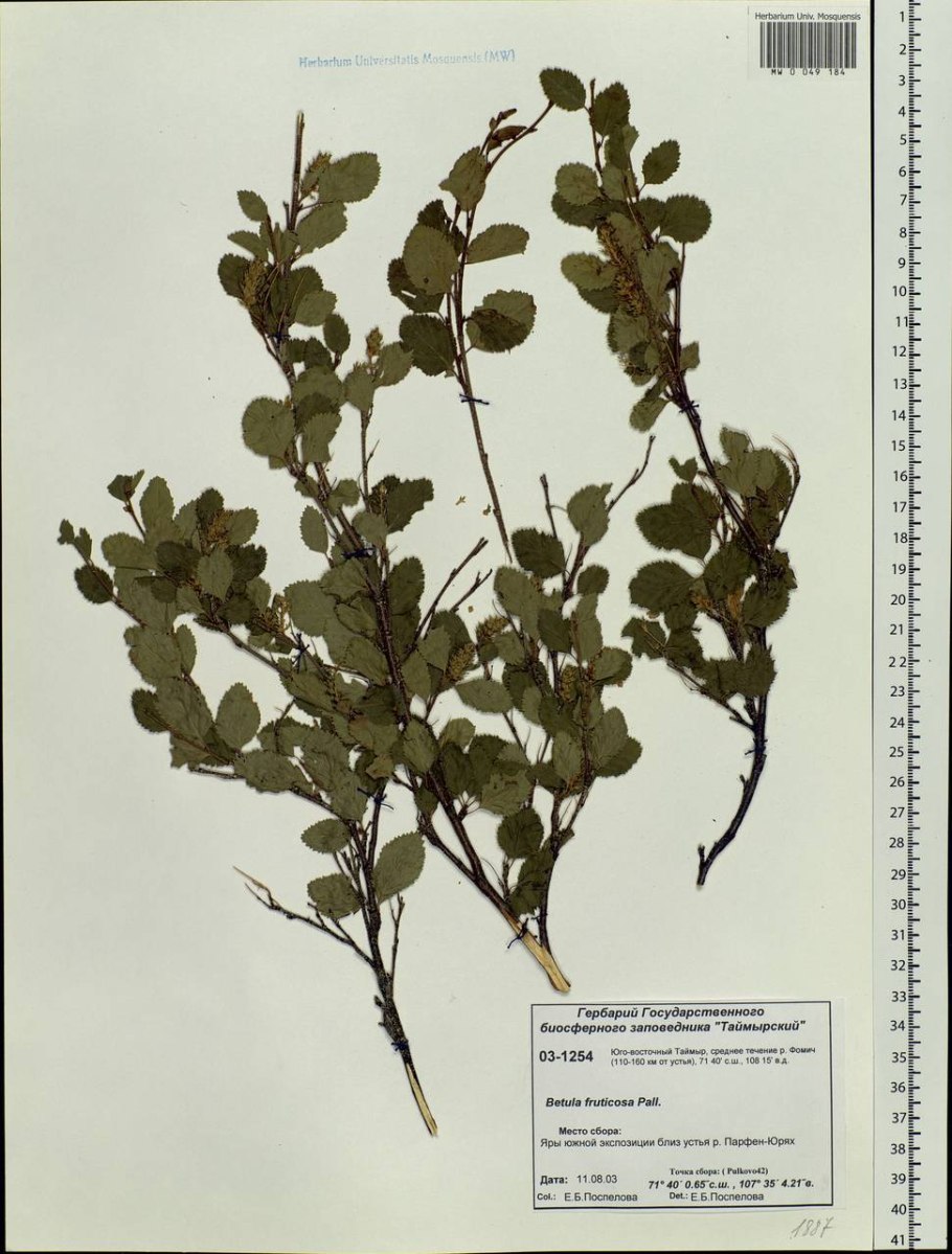 Heimioporus Betula