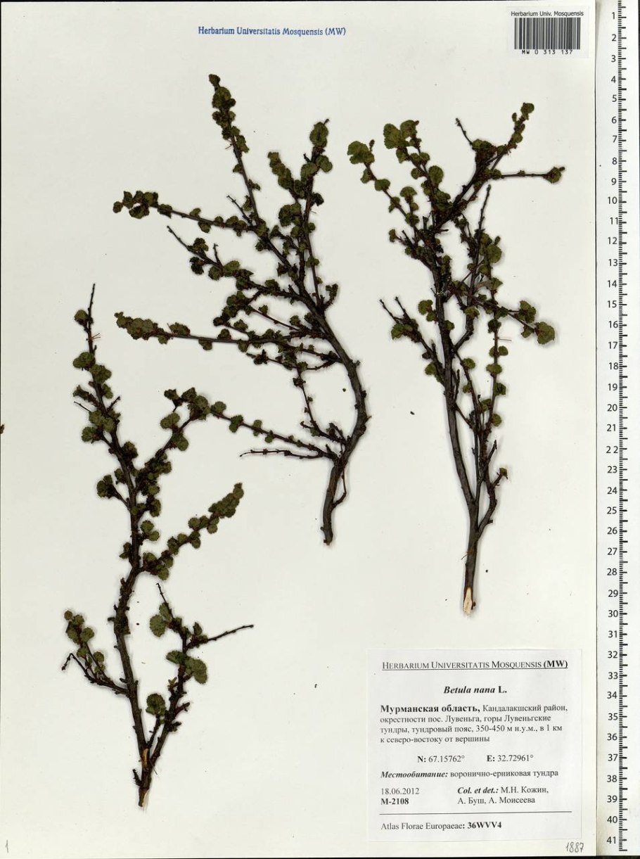 Береза карликовая Betula Nana