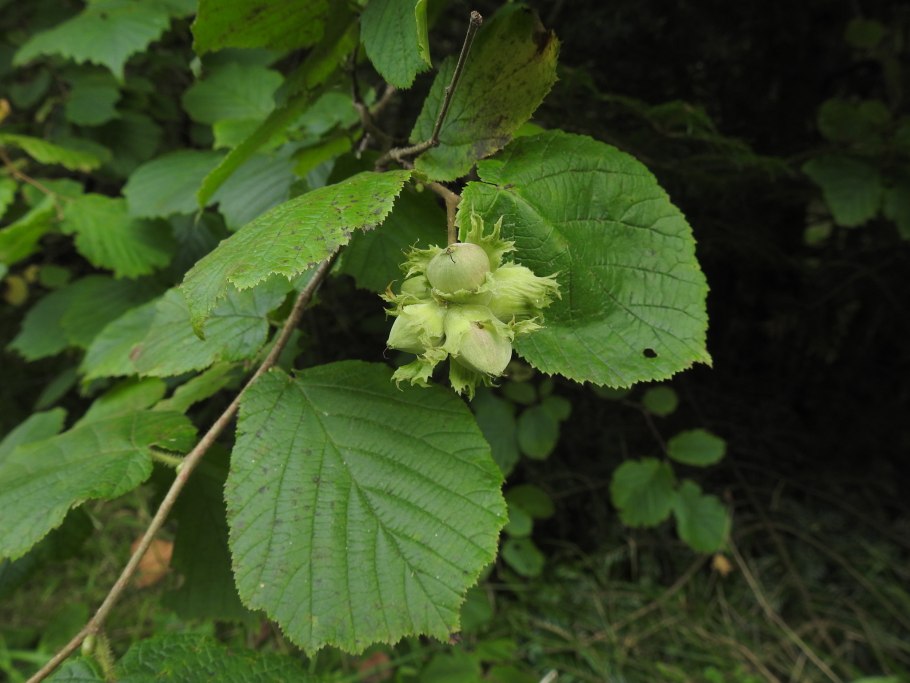 Лесной орех лещина