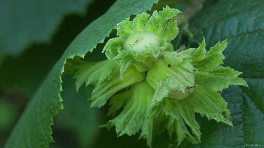 Фундук Косфорд